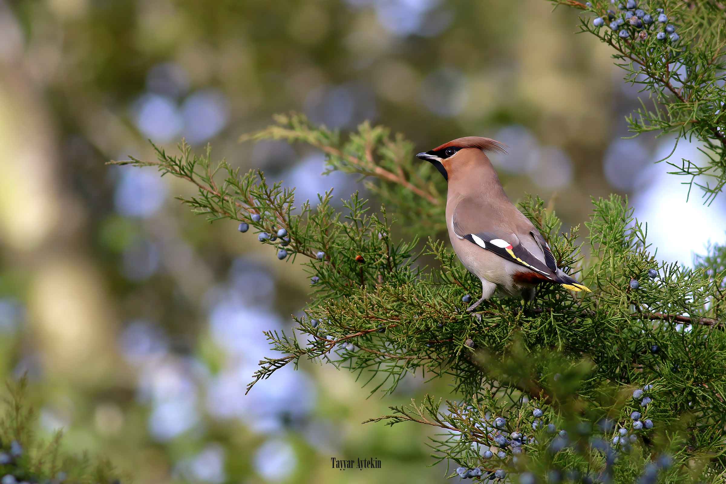 Bohemian Waxwing